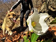 40 Fioriti gli ellebori al Roccolo del Pertus